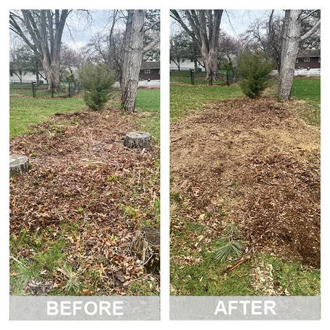 Before and after a stump grinding job: the stump, then level ground with the wood chips raked out